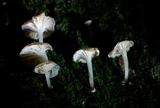 Marasmiellus omphaliformis image