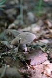 Tylopilus violatinctus image