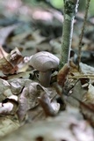 Tylopilus violatinctus image