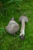 Tylopilus violatinctus image