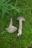 Tylopilus violatinctus image