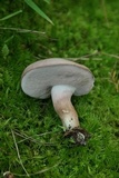 Tylopilus violatinctus image