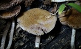Cystoagaricus subamarus image