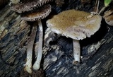 Cystoagaricus subamarus image