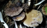 Cystoagaricus subamarus image