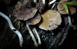 Cystoagaricus subamarus image