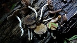 Cystoagaricus subamarus image