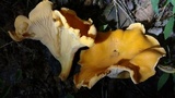 Cantharellus lateritius image
