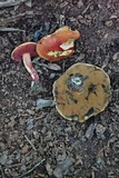 Butyriboletus frostii image