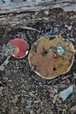 Butyriboletus frostii image