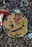 Butyriboletus frostii image