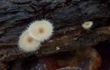 Lentinus swartzii image