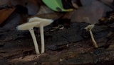 Lentinus swartzii image