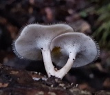 Lentinus swartzii image