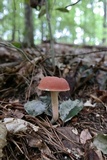 Xanthoconium purpureum image