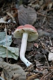 Xanthoconium purpureum image
