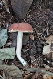 Xanthoconium purpureum image