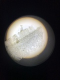 Gyromitra californica image
