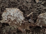 Cinereomyces lindbladii image