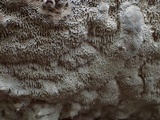 Cinereomyces lindbladii image