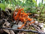 Clavulinopsis aurantiocinnabarina image