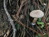 Boletellus ananas image