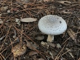 Amanita canescens image