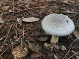 Amanita canescens image
