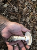 Amanita canescens image