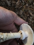Amanita canescens image