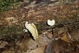 Chrysomphalina strombodes image