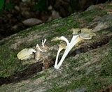 Chrysomphalina strombodes image