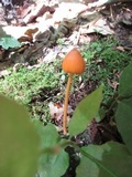 Entoloma quadratum image