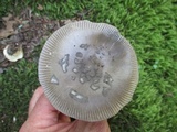 Amanita rhacopus image