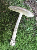 Amanita rhacopus image