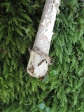 Amanita rhacopus image