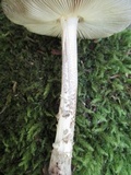 Amanita rhacopus image