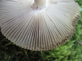Amanita rhacopus image
