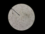 Amanita rhacopus image