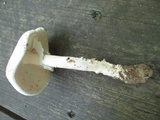 Amanita submaculata image