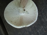 Amanita submaculata image