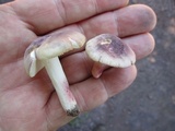 Russula mariae image