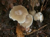 Mycena vitilis image