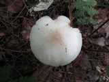 Amanita albocreata image
