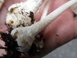 Amanita albocreata image