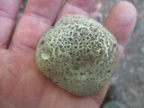 Amanita onusta image