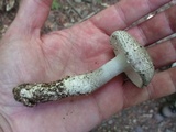 Amanita onusta image