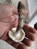 Amanita onusta image