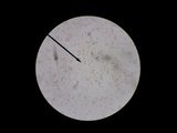 Amanita onusta image