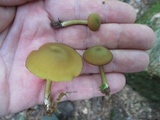 Callistosporium luteo-olivaceum image